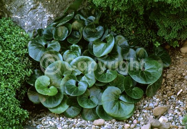 Purple blooms; Evergreen; Needles or needle-like leaf