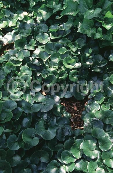 Purple blooms; Evergreen; Needles or needle-like leaf