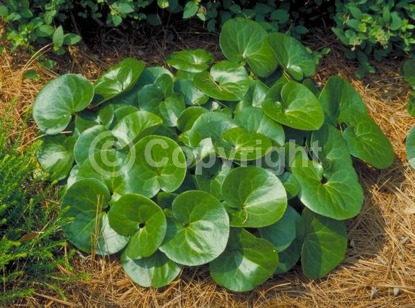 Purple blooms; Evergreen; Needles or needle-like leaf