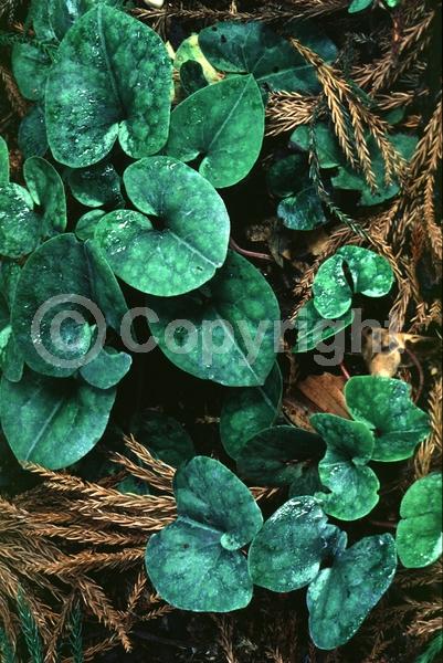 Deciduous; Broadleaf