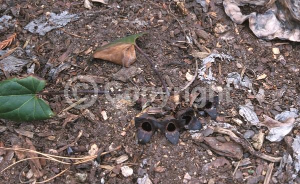 Purple blooms; Deciduous; Broadleaf