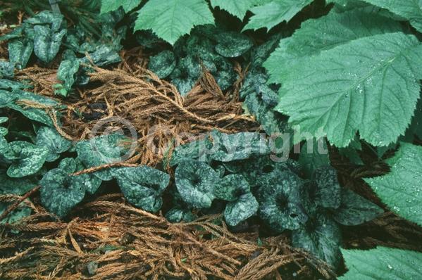 Red blooms; Evergreen; Needles or needle-like leaf