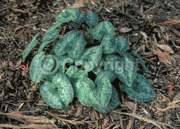 Red blooms; Evergreen; Needles or needle-like leaf
