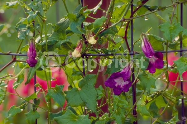 Lavender blooms; Evergreen; North American Native