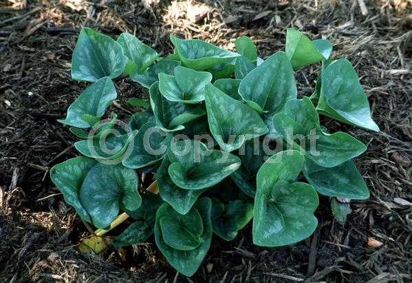 Purple blooms; Brown blooms; Evergreen; Broadleaf; North American Native