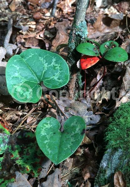 Purple blooms; Brown blooms; Evergreen; Broadleaf; North American Native