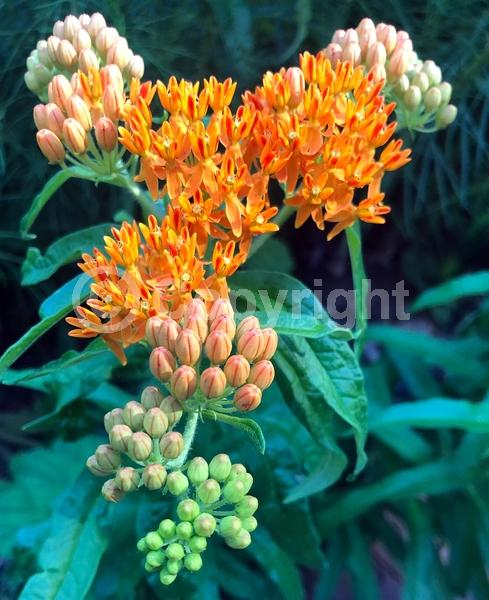 Red blooms; Orange blooms; Yellow blooms; Deciduous; North American Native