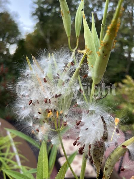 Red blooms; Orange blooms; Yellow blooms; Deciduous; North American Native