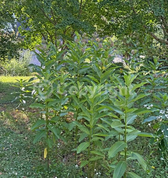 Pink blooms; Deciduous; North American Native