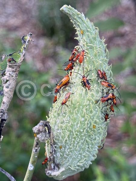 Pink blooms; Deciduous; North American Native