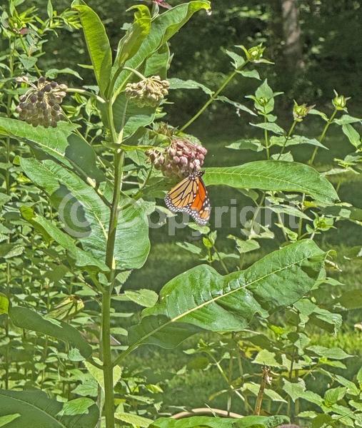 Pink blooms; Deciduous; North American Native