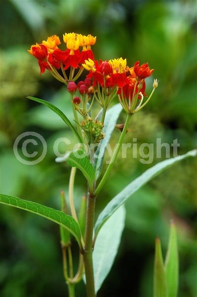 Red blooms; Yellow blooms