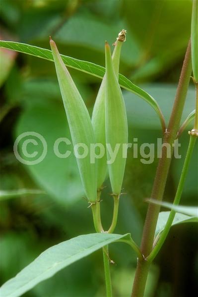 Red blooms; Yellow blooms