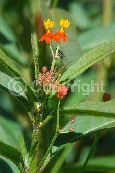 Red blooms; Yellow blooms