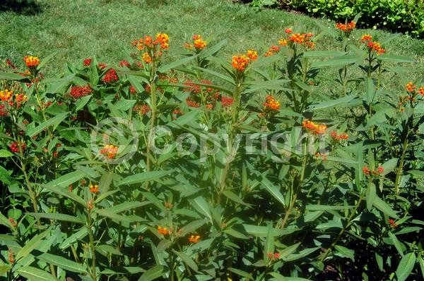 Red blooms; Yellow blooms