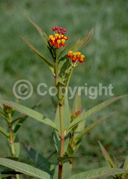 Red blooms; Yellow blooms