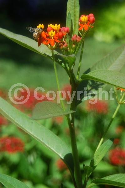 Red blooms; Yellow blooms