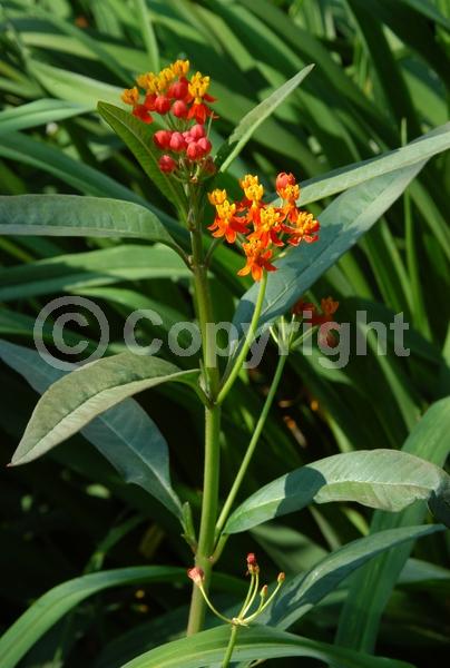 Red blooms; Orange blooms; Yellow blooms; White blooms; Evergreen; Broadleaf