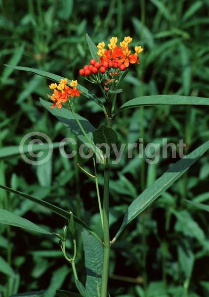 Red blooms; Orange blooms; Yellow blooms; White blooms; Evergreen; Broadleaf