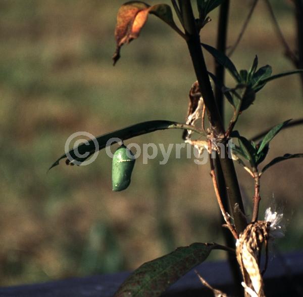 Red blooms; Orange blooms; Yellow blooms; White blooms; Evergreen; Broadleaf