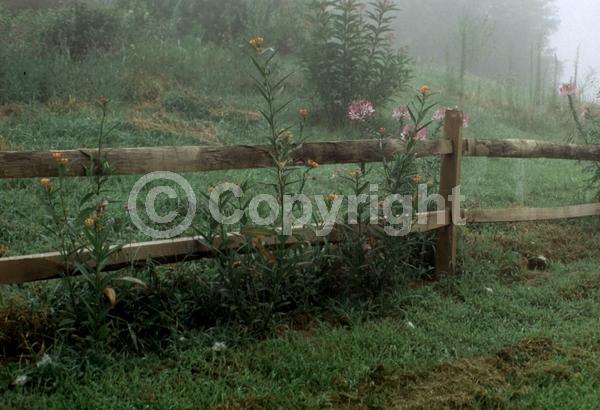 Red blooms; Orange blooms; Yellow blooms; White blooms; Evergreen; Broadleaf