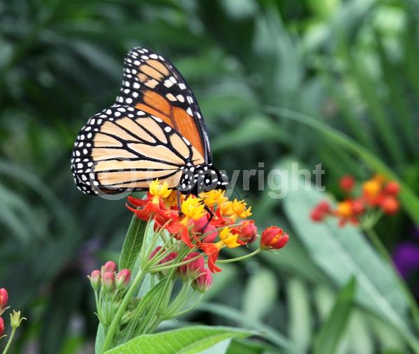 Red blooms; Orange blooms; Yellow blooms; White blooms; Evergreen; Broadleaf