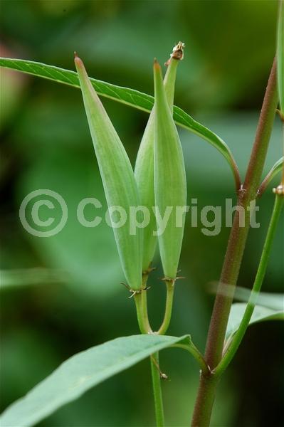 Red blooms; Orange blooms; Yellow blooms; White blooms; Evergreen; Broadleaf