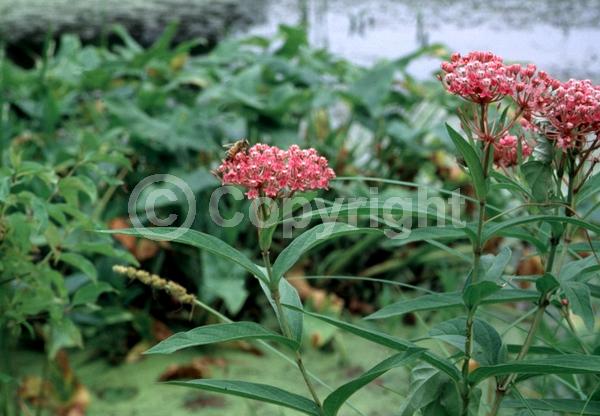 Purple blooms; Pink blooms; Deciduous; North American Native