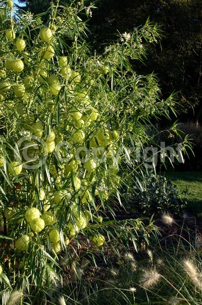 White blooms; Deciduous; Broadleaf