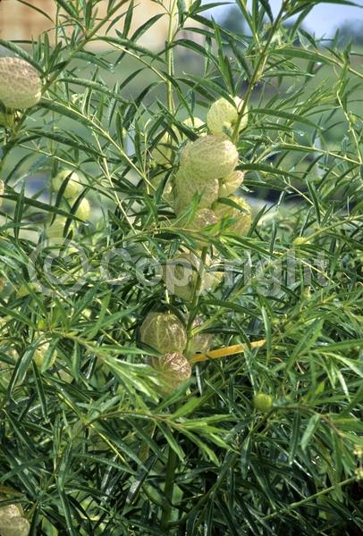 White blooms; Deciduous; Broadleaf