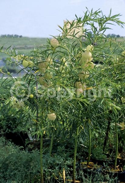 White blooms; Deciduous; Broadleaf