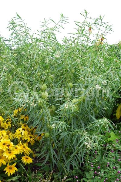 White blooms; Deciduous; Broadleaf