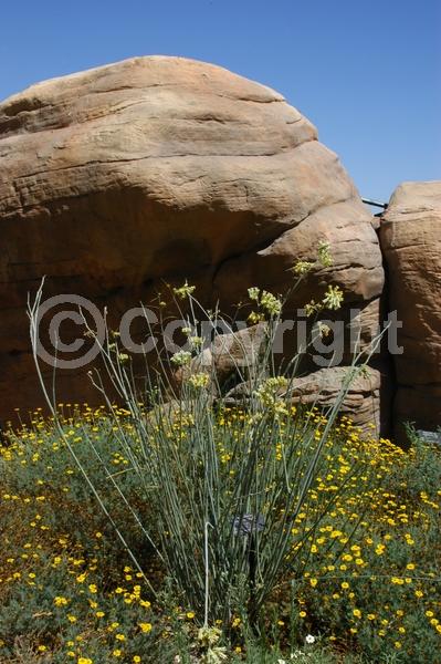 Yellow blooms; White blooms; Deciduous; North American Native