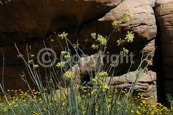 Yellow blooms; White blooms; Deciduous; North American Native