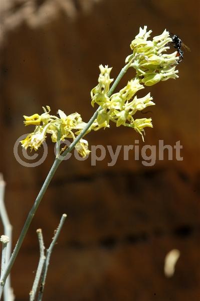 Yellow blooms; White blooms; Deciduous; North American Native