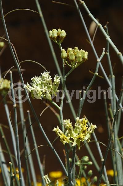 Yellow blooms; White blooms; Deciduous; North American Native