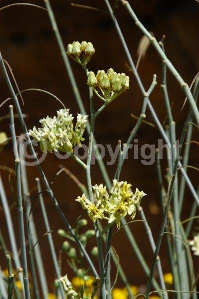Yellow blooms; White blooms; Deciduous; North American Native