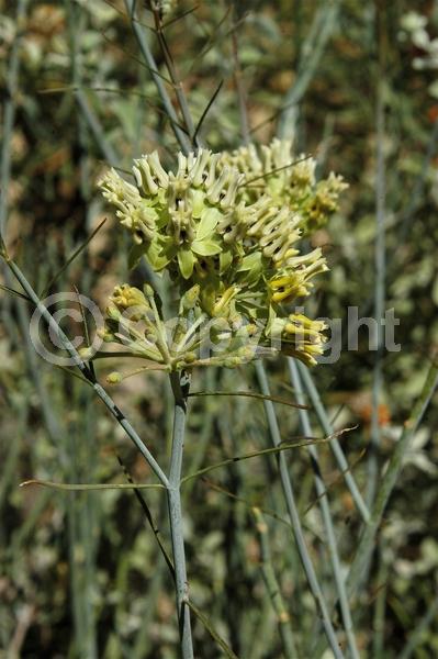 Yellow blooms; White blooms; Deciduous; North American Native