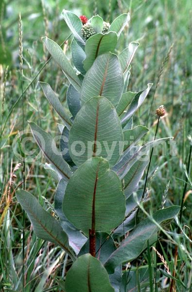 Pink blooms; Deciduous; North American Native