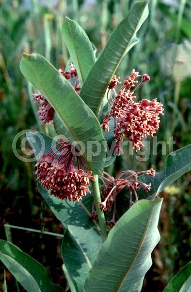 Pink blooms; Deciduous; North American Native