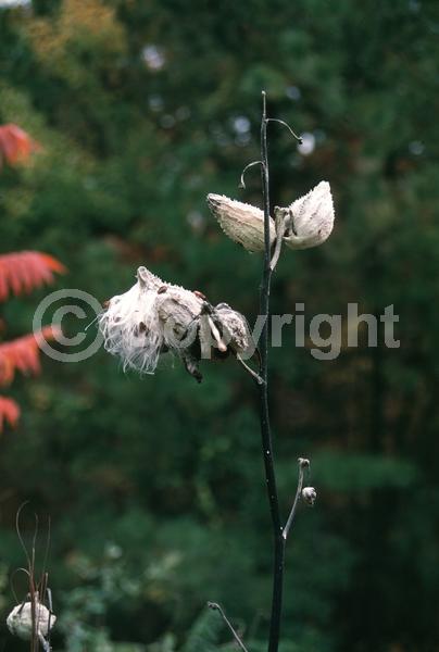 Pink blooms; Deciduous; North American Native