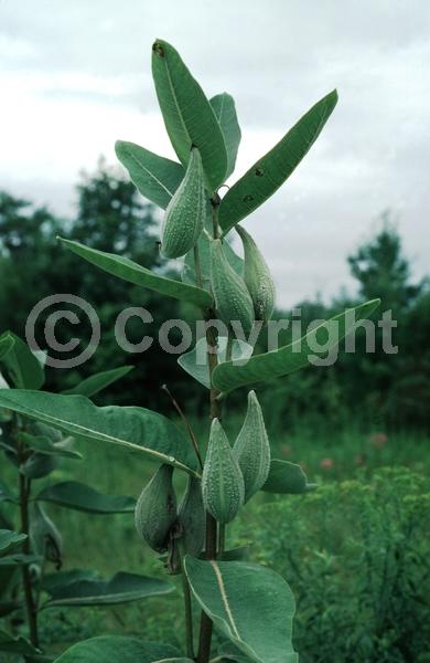 Pink blooms; Deciduous; North American Native