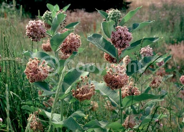 Pink blooms; Deciduous; North American Native