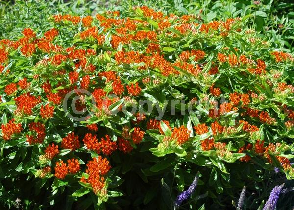 Red blooms; Orange blooms; Yellow blooms; Deciduous; North American Native