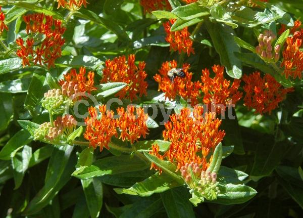 Red blooms; Orange blooms; Yellow blooms; Deciduous; North American Native