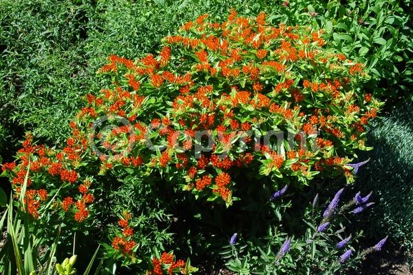 Red blooms; Orange blooms; Yellow blooms; Deciduous; North American Native