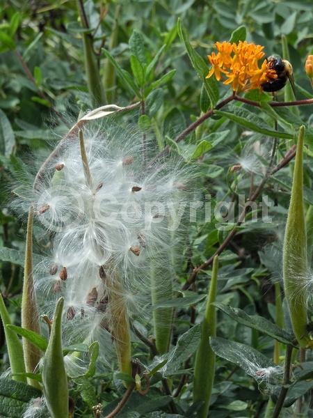 Red blooms; Orange blooms; Yellow blooms; Deciduous; North American Native