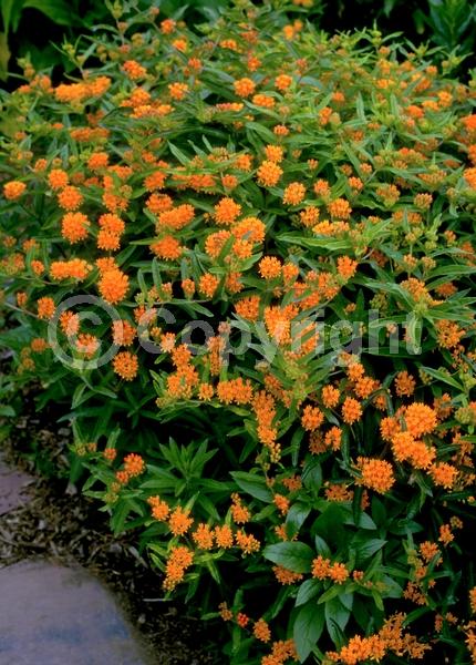 Red blooms; Orange blooms; Yellow blooms; Deciduous; North American Native