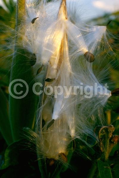 Red blooms; Orange blooms; Yellow blooms; Deciduous; North American Native