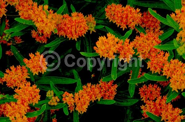 Red blooms; Orange blooms; Yellow blooms; Deciduous; North American Native